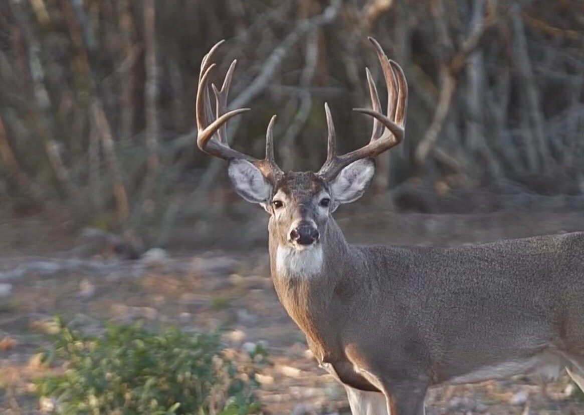 Density: How many deer should my property hold?