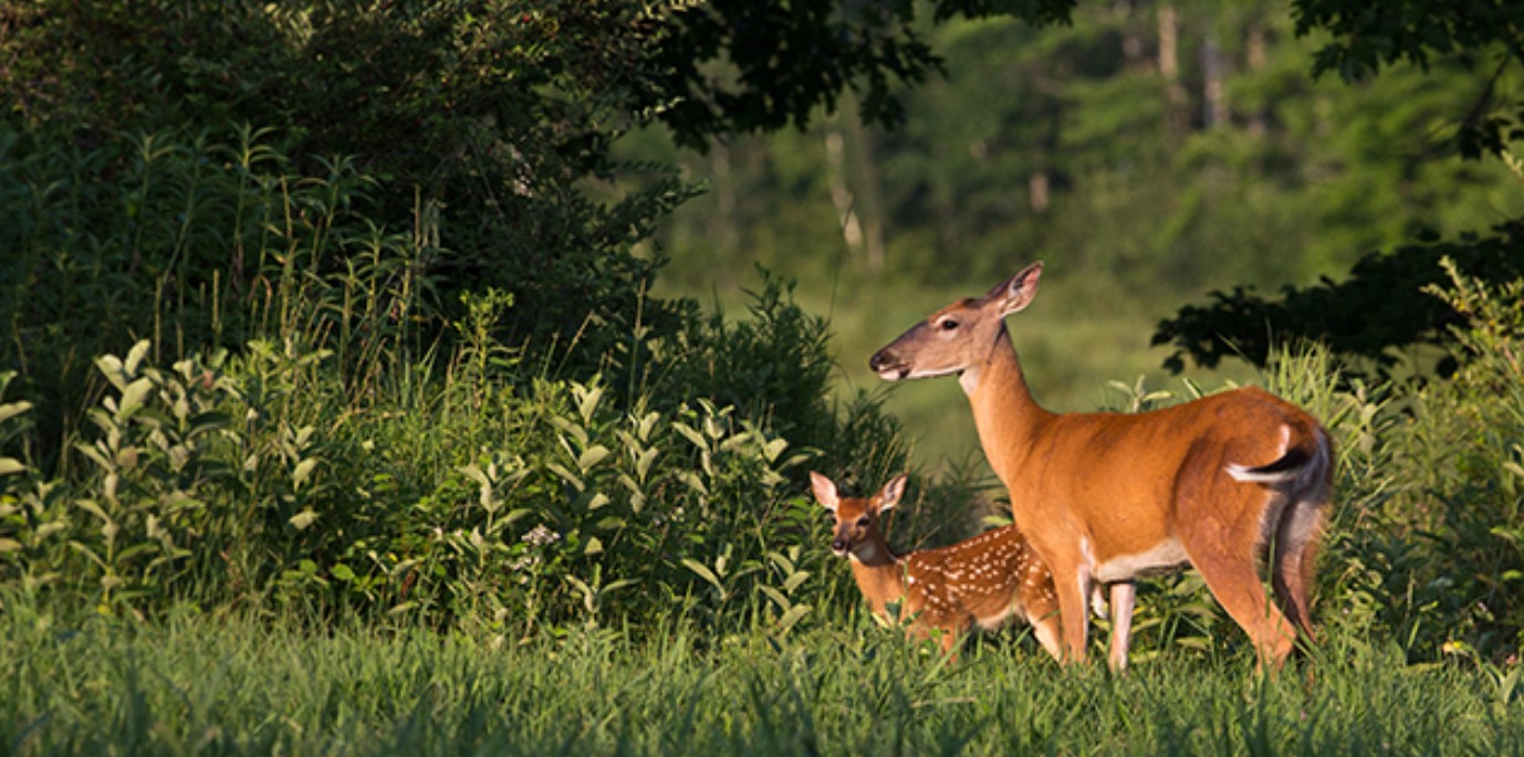Good Land Management for Deer Means Deer Population Health