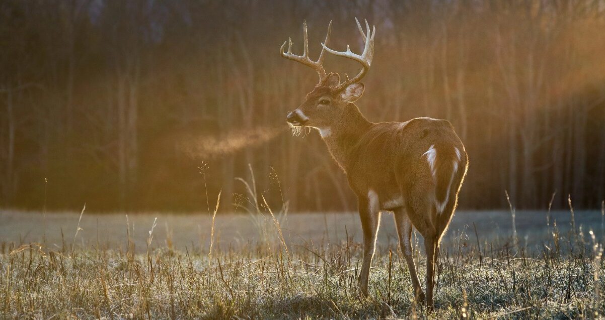 Buck Harvest Management is Critical to Achieving Deer Management Goals