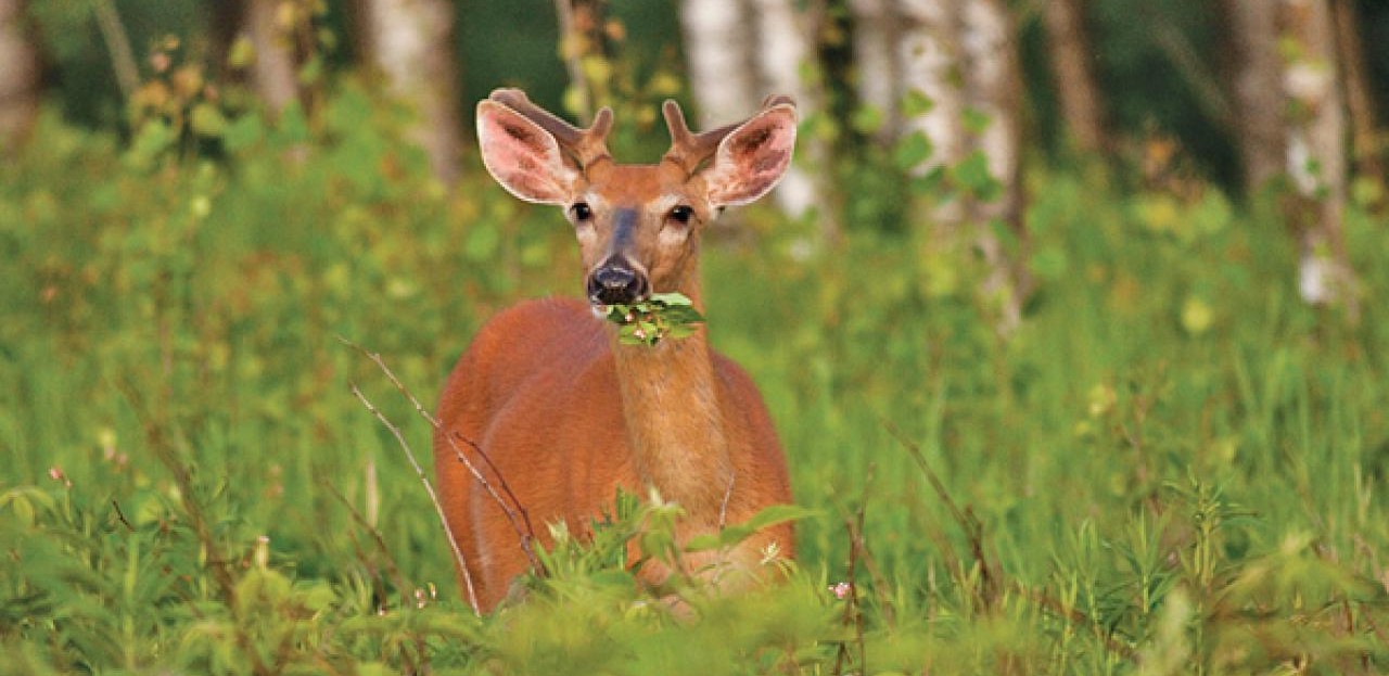Deer Nutrition Depends Heavily on Native Forage