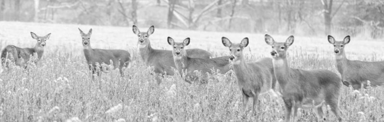 White-tailed Deer Population Management