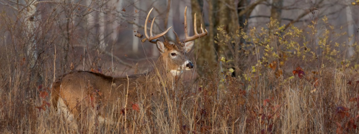 White-tailed Deer Habitat Management