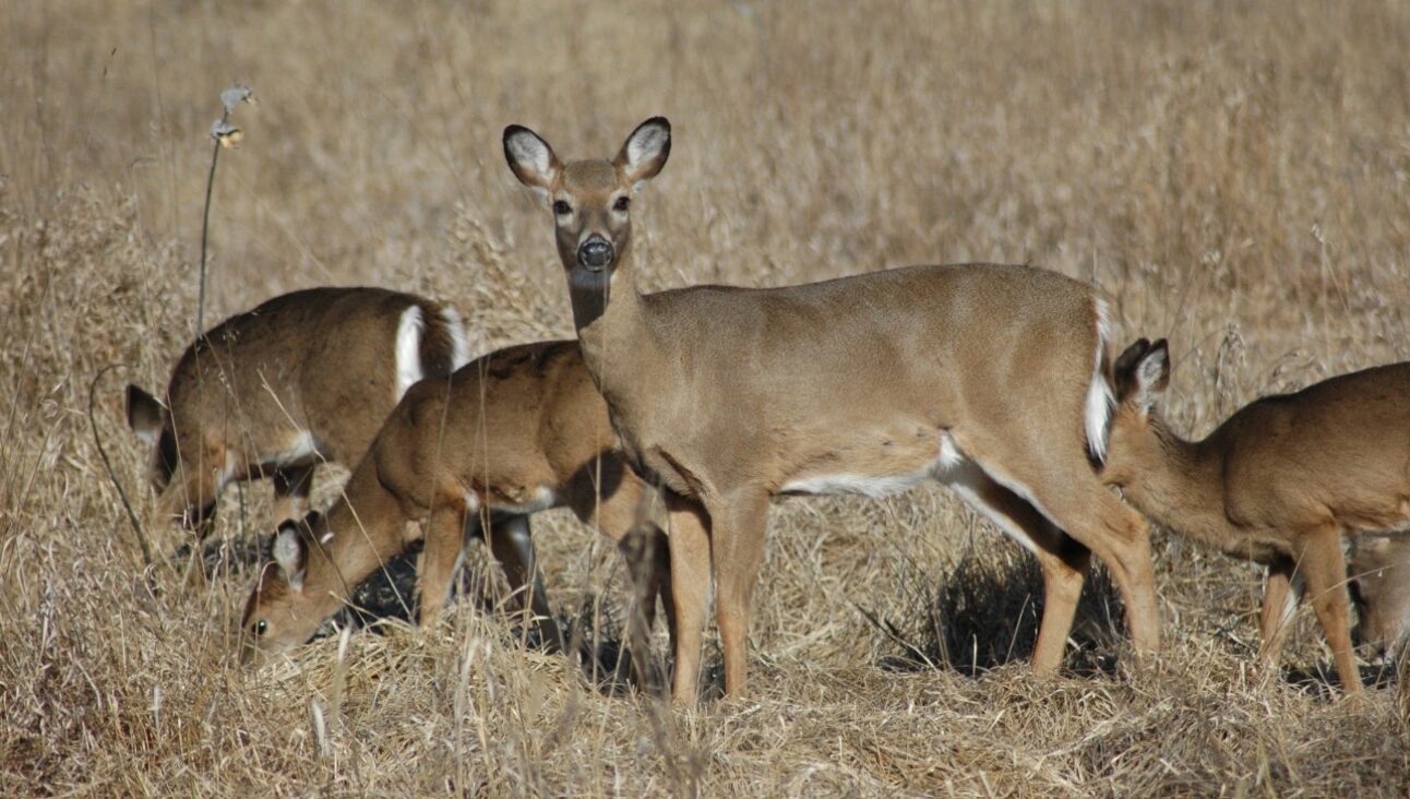 More days for doe hunting in Texas.