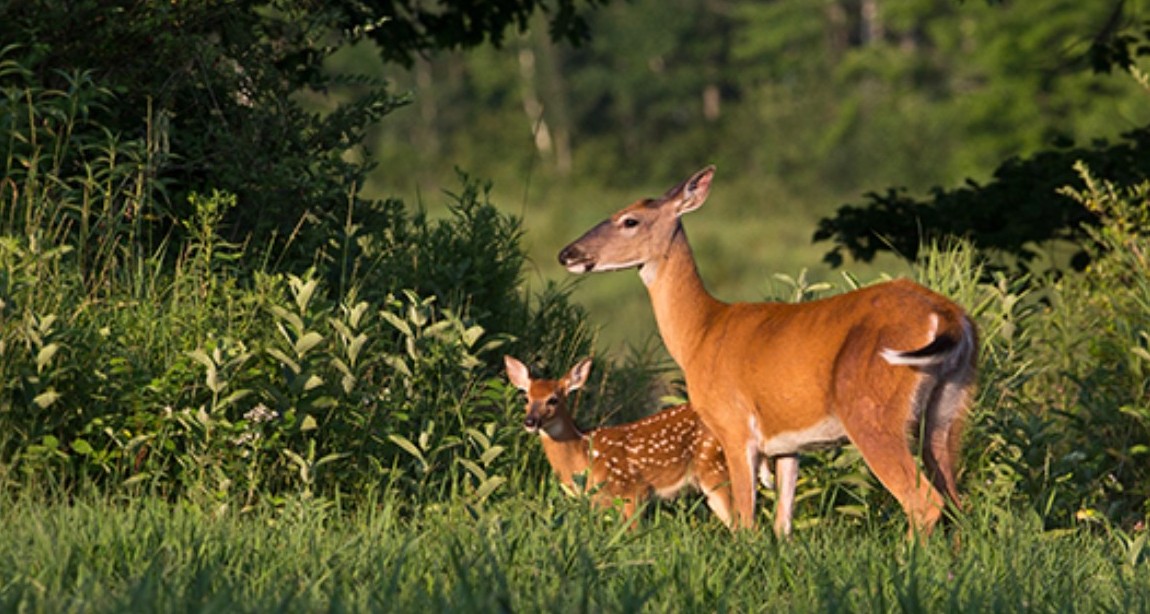 Screwworms in Wildlife