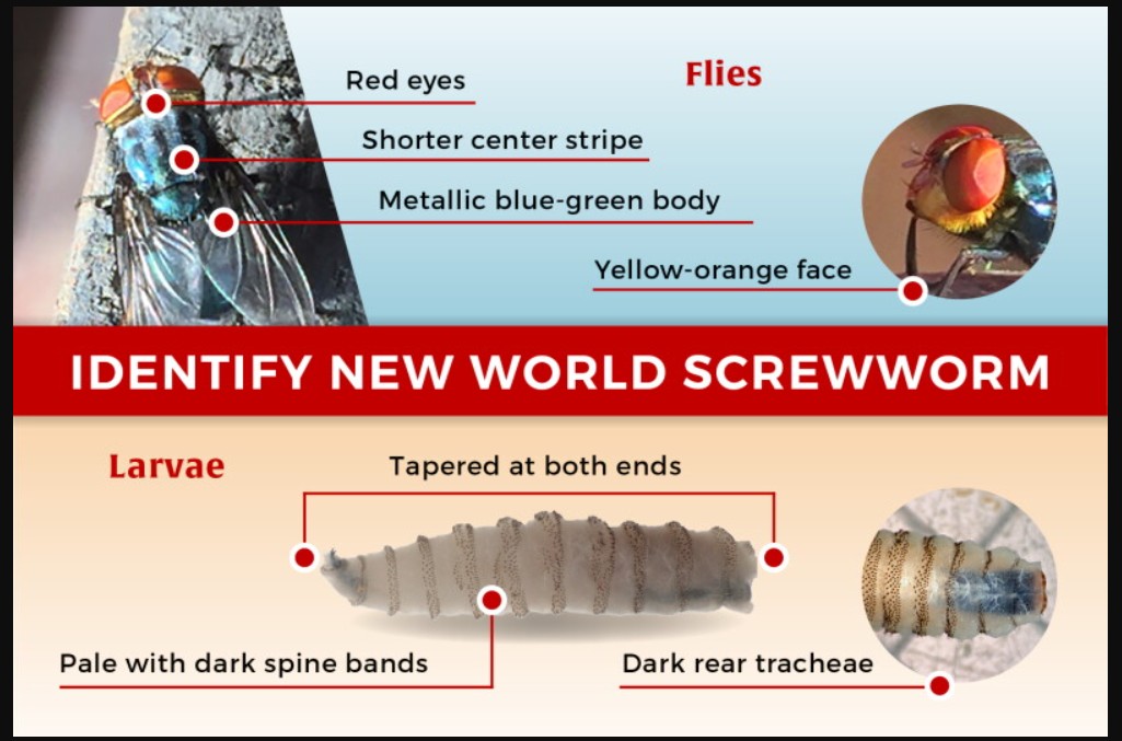 New World Screwworm Identification