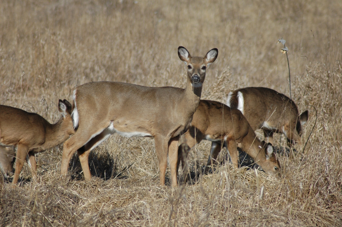 Deer Surveys are Important for White-tailed Deer Management