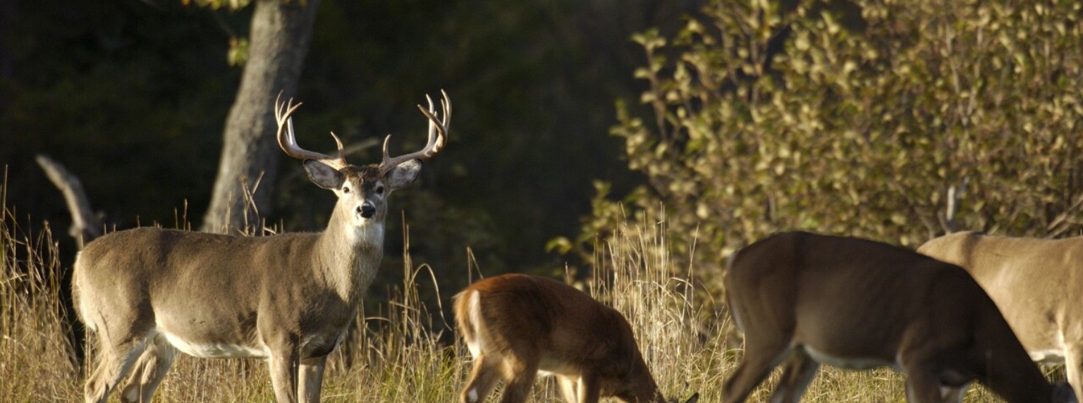 Standardized Deer Surveys Contribute to Deer Management Success