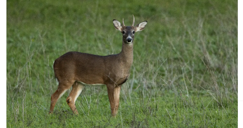 Is shooting spikes a good deer management practice?