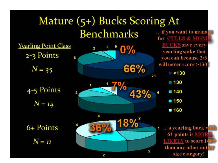 Antler Score of Spike Bucks at Maturity